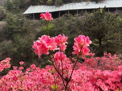 -木兰云雾山