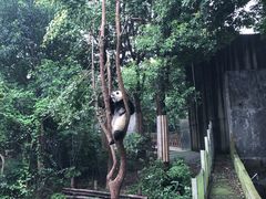 景点-成都大熊猫繁育研究基地