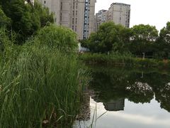 -新江湾城公园
