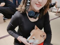 -逗柴咖啡屋·狗咖猫咖宠物桌游