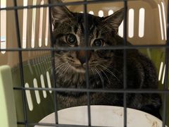 -瑞鹏宠物医院·宠保定点·心脏科·内科(御桥分院)