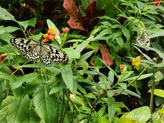 -正佳雨林生态植物园