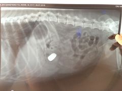 -中农大我爱我爱24h动物医院·中医针灸·猫专科·骨科医疗中心(双井店)