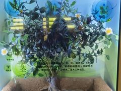 -中国茶叶博物馆(双峰馆区)