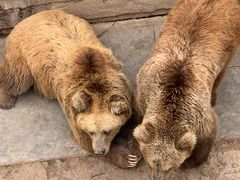 -青藏高原野生动物园