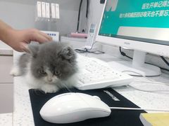 -佳雯宠物医院(金华南路分院)