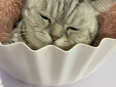 -喵的天空名猫咖啡馆·撸猫·猫舍·用品