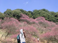 -新建村梅花