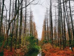 -东平国家森林公园