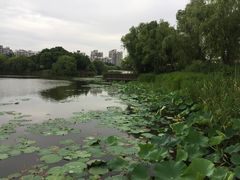 -新江湾城公园