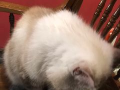 -猫色咖啡·猫咖