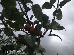 -振鼎鸡(丰庄路店)