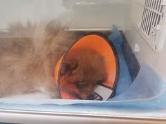 -萌兽医馆·绝育·24小时内科·宠物医院(德胜店)