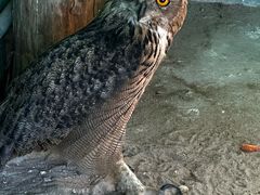 -西霞口神雕山野生动物世界