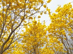 -天适樱花悠乐园
