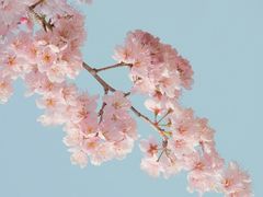 -顾村公园