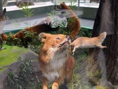 -国家自然博物馆