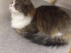 -豆老板的猫咖啡(碑林博物馆店)