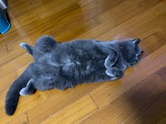-PETKIT小佩宠物(昭化店)