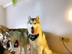 -Husky Go! 哈士奇体验馆·宠物咖啡厅狗咖