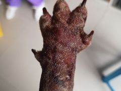 -瑞派宠物医院·24h·骨外科·皮肤科·全科宠物医疗转诊中心(沈阳浑南院)