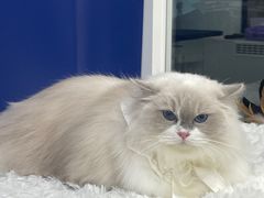 -爱洗澡的猫(天河路店)