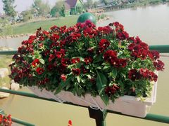 -荷兰花海