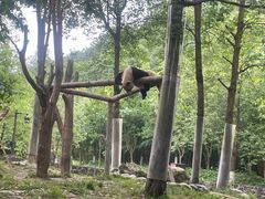 -都江堰中华大熊猫苑