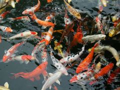 android_upload_pic-中国唐苑