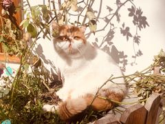 -喵屿·大理花园猫咖