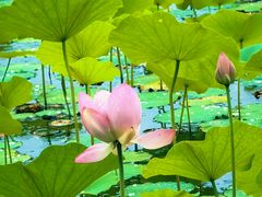 -莲花池公园