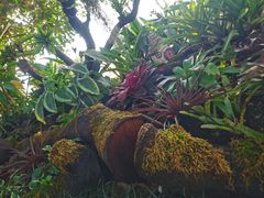 -东莞植物园