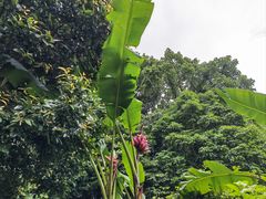 -深圳仙湖植物园