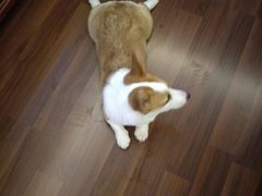 -创凡宠物医院·骨专科  猫科中心(西乡分院)