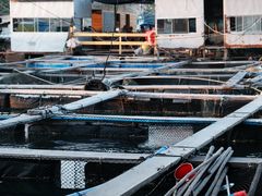 -蓝湾碧波·老字号·疍家非遗海上餐厅