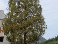 -泽雅景区