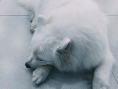 -安格丽娜·狗咖·猫咖羊驼咖(春熙路百盛商场店)