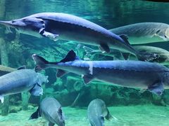 -华夏文旅海洋公园