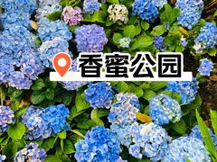 -香蜜公园
