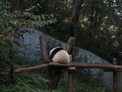 -红山森林动物园