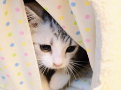 -欣宠猫屋·矮脚拿破仑·蓝金金渐层