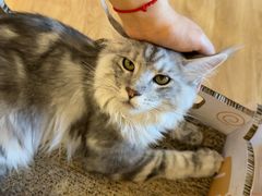 -滚猫咖啡·猫咖·猫友好撸猫(未来城店)