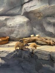 点击看大图 -Zoolung Zoolung动物主题公园(海信广场店)