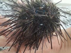 -西涌国际滨海旅游区