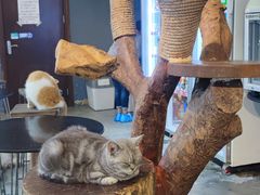 -more than meow吴止猫主题餐厅(承德 中船汇店)