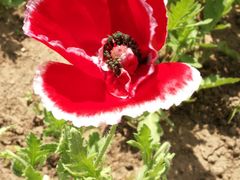 -北京植物园-展览温室