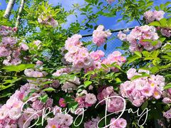 -杭州观成实验学校