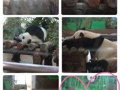 -广州动物园