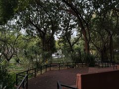-金花茶公园