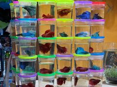 -双季花艺园艺市场(浦东店)